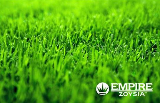 EMPIRE ZOYSIA