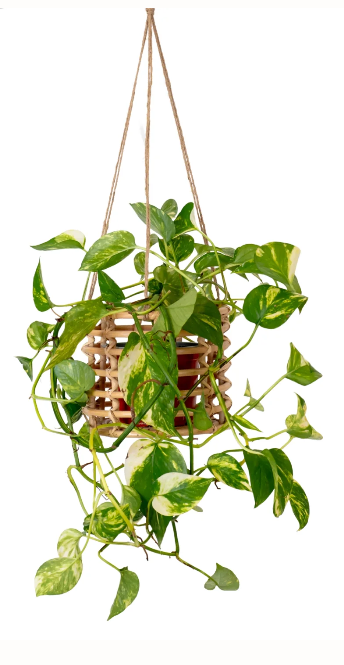 Freda Rattan Planter