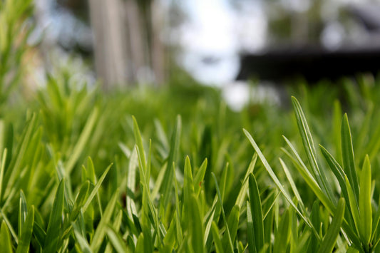 Topdressing for an Even, Green Lawn