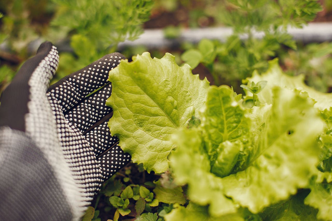 How to Prep a Raised Garden Bed for Veggies & Herbs: A Mackay-Smart Guide